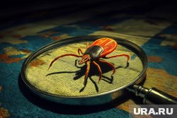 Более 300 тысяч россиян пожаловались на укусы клещей: какие регионы самые опасные. Карта