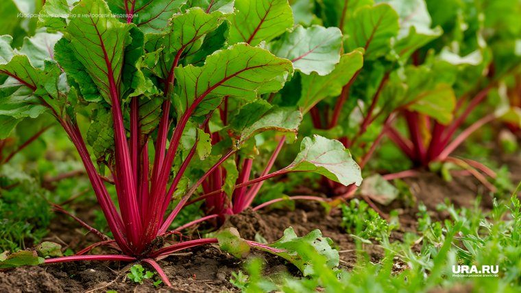 От борщевика до одуванчика: как бороться с самыми коварными сорняками на участке