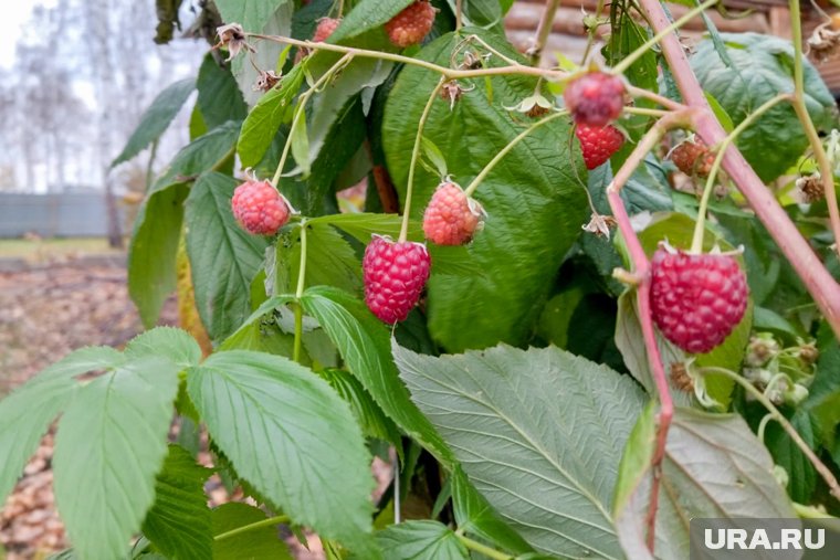 Смородина, малина, крыжовник: обрезаем ягодные кустарники осенью