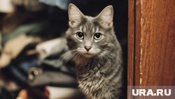Как отучить кошку лезть туда, куда не нужно: советы ветеринара