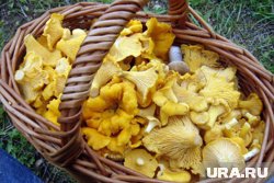 Лисички пошли: где собирать и как отличить от ложных