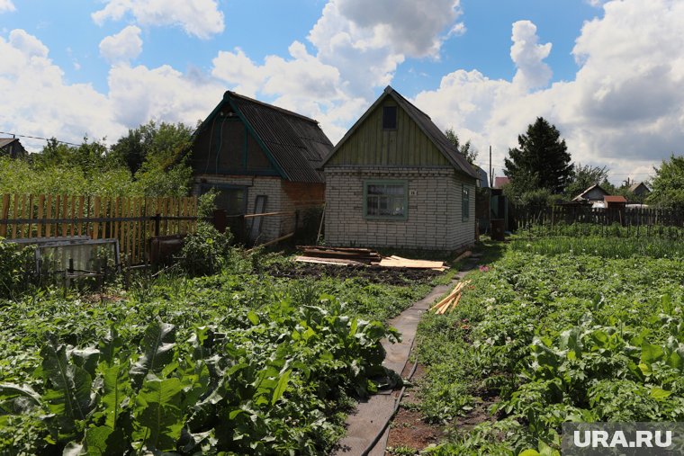 Россиянам напомнили, за какие растения на даче грозит наказание