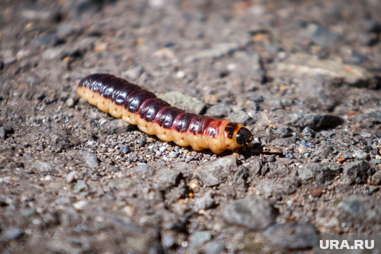 Гусеницы на яблоне: как защитить деревья от плодожорки, листоверток и шелкопряда