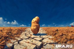 Как правильно хранить картофель, чтобы он дольше не портился
