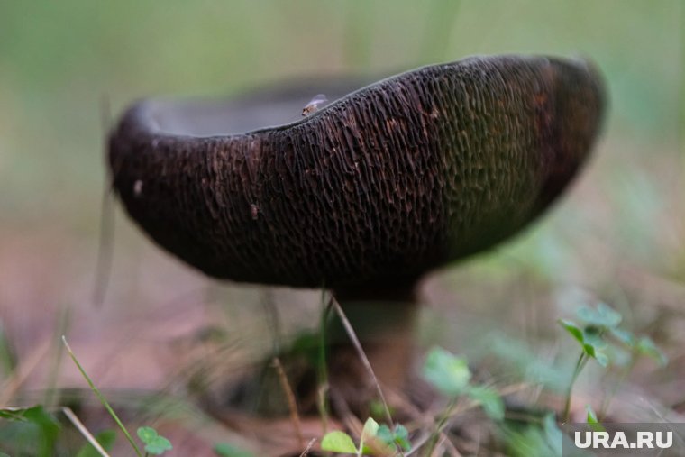 Россиян предупредили о штрафах за сбор грибов