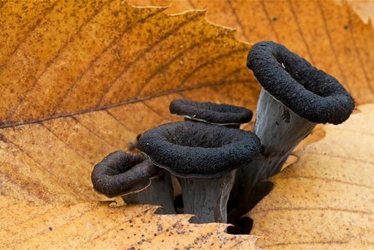 В челябинских лесах созрели черные лисички и грузди. Фото