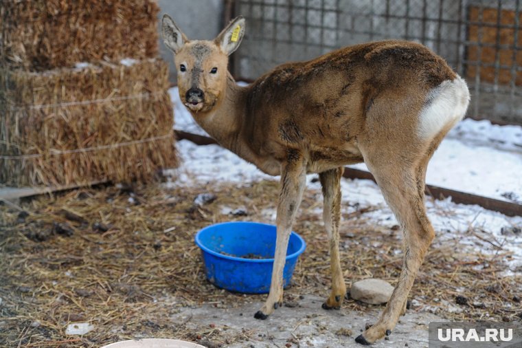 В Курганской области мобилизовали охотпользователей, которые будут разыскивать косуль-зомби