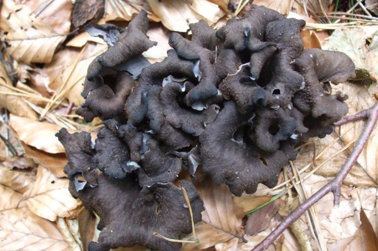 Как солить и мариновать черные лисички: рецепты и советы диетолога