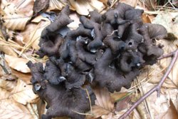 Как солить и мариновать черные лисички: рецепты и советы диетолога