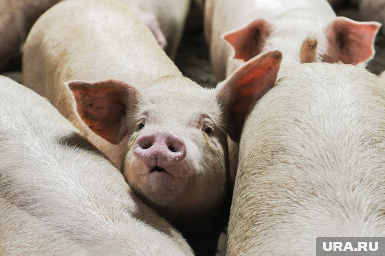 Владельца свиней, терроризирующих Ревду несколько лет, накажут