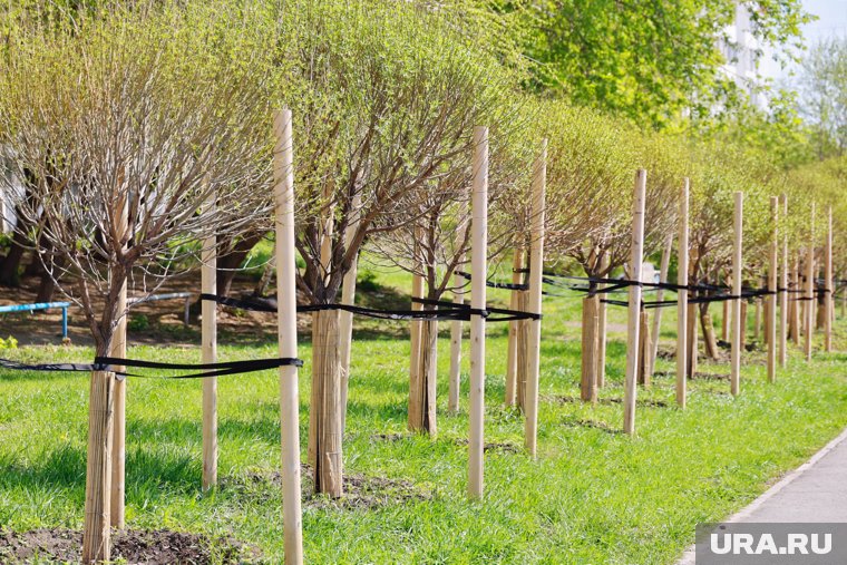 На новом проспекте в Кургане выкопали прижившиеся ивы. Видео