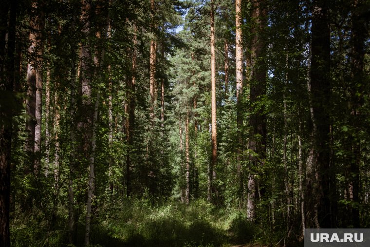 Как обезопасить себя при сборе грибов и ягод — скрытые угрозы леса