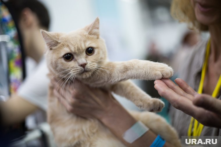 Гении в мире кошек: список самых умных пород