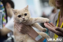 Гении в мире кошек: список самых умных пород