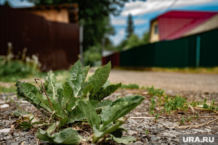 Какие химикаты опасны для дачи: советы садовода