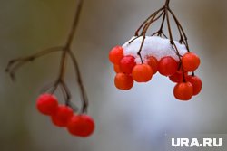 От простуды и бессонницы: все о чудодейственных свойствах калины