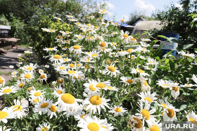 Стало известно, какие растения будет запрещено выращивать на даче в России