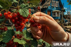 «Смородина — водохлебка»: как ухаживать за культурой после сбора ягод