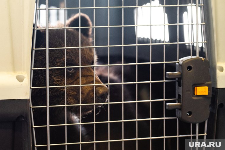 Гималайскую медведицу-подкидыша из Владивостока привезли в Пермь. Фото
