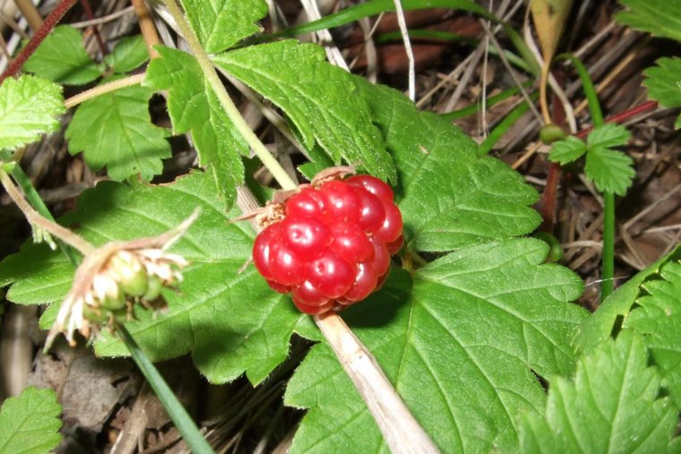 Со вкусом земляники и ананаса: москвичи скупают самую дорогую ягоду в мире, растущую в ХМАО