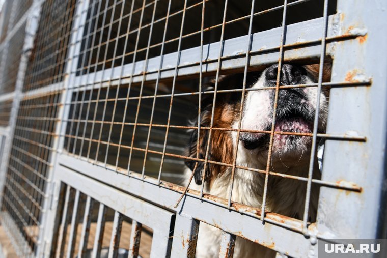 Пожаром в приюте для животных в ЯНАО займется прокуратура