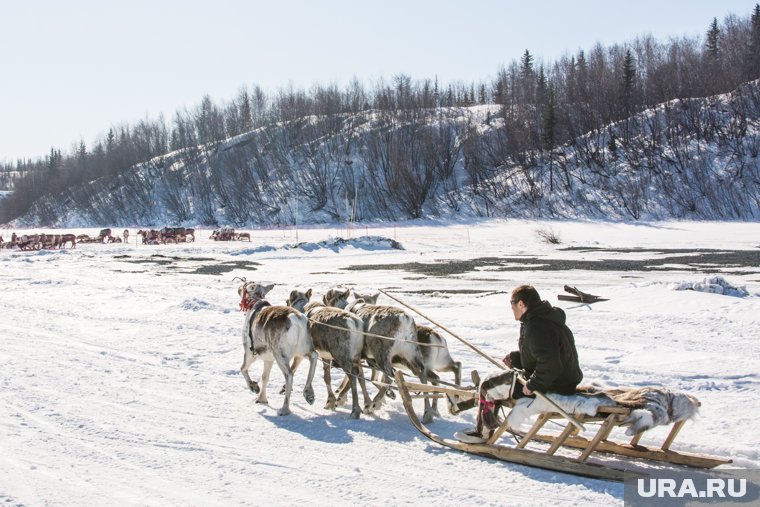 Экологи отмечают улучшение состояния окружающей среды на Ямале