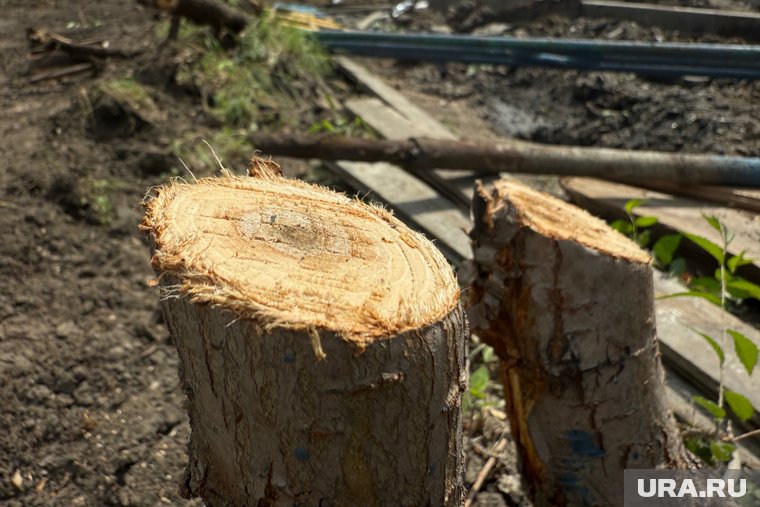 Дачникам грозит штраф за рубку деревьев без разрешения