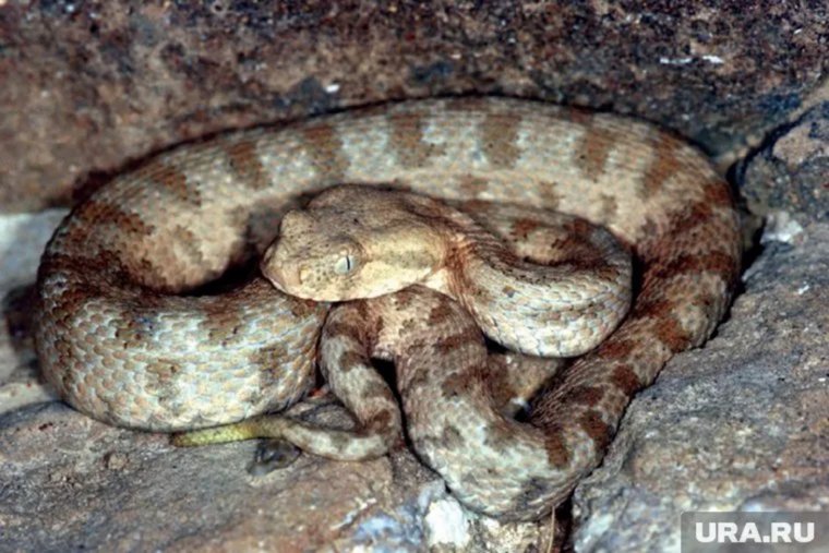 Гюрза — самая опасная змея России: что о ней нужно знать