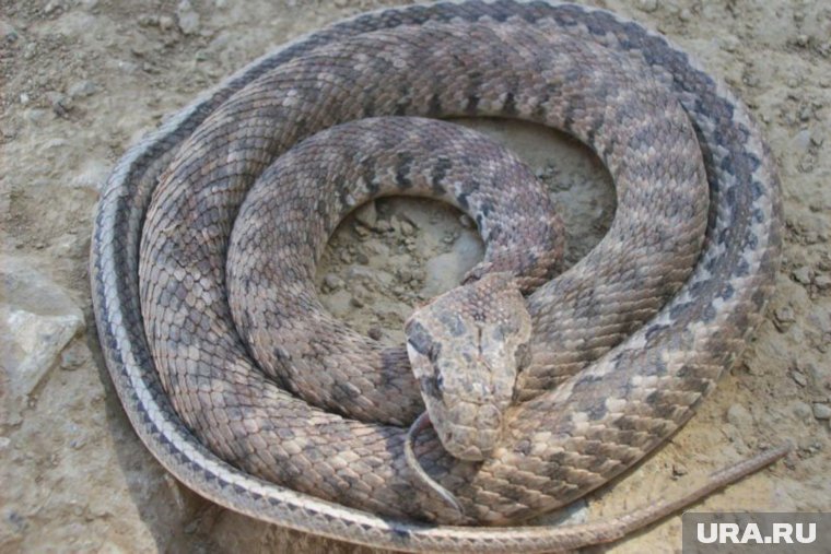 Шипит, танцует и притворяется мертвой: как атакуют ядовитые змеи в России