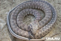 Шипит, танцует и притворяется мертвой: как атакуют ядовитые змеи в России