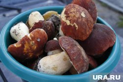 Как солить и мариновать боровики: ценные советы диетолога