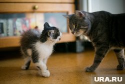 Как правильно кормить кошку: эксперт назвал причины нехватки витаминов