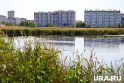 В Кургане высадили деревья вдоль новой дороги в Заозерном. Фото