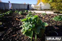 Холодостойкие культуры: что и как посадить весной