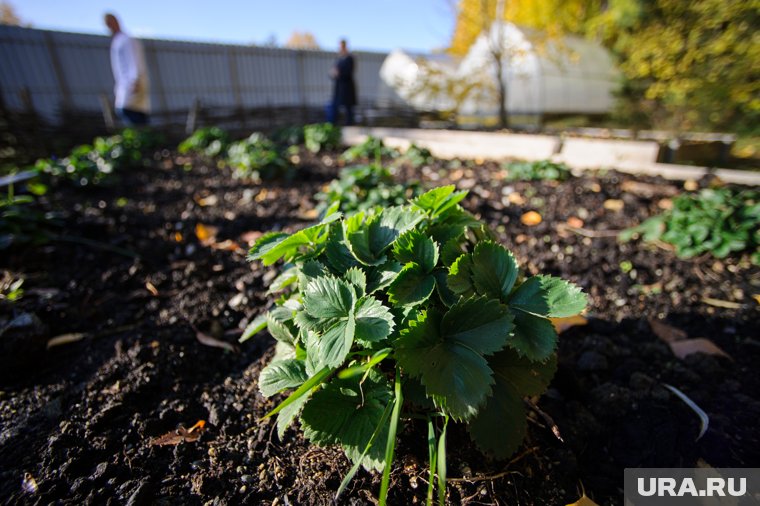 Успеть до конца августа: что сделать с клубникой для щедрого урожая в новом году