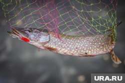 Рыбаки похвастались рекордным уловом щук рядом с Курганом. Фото