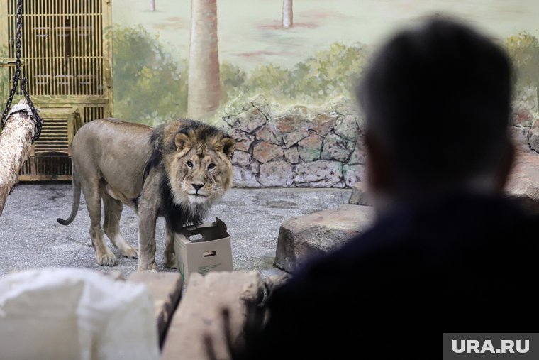 Лев напал на директора парка «Тайган» в Крыму: что известно о состоянии Зубкова