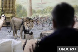 Лев напал на директора парка «Тайган» в Крыму: что известно о состоянии Зубкова