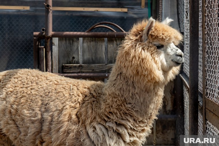 В Пермском зоопарке родилась альпака. Видео