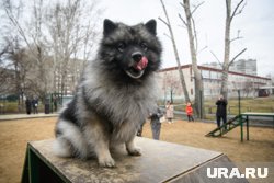 Сухой корм против влажного: чем лучше кормить собаку
