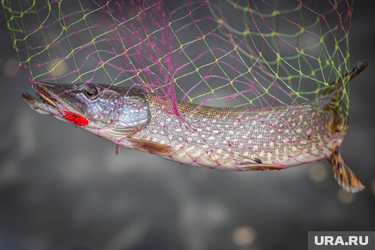 «Хищница, которая не спит, когда тепло»: опытный рыбак — о секретах ловли щуки