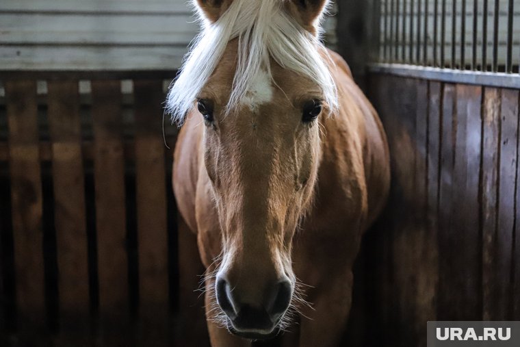 Власти ЯНАО выделят 7 миллионов рублей для уникальной породы лошадей