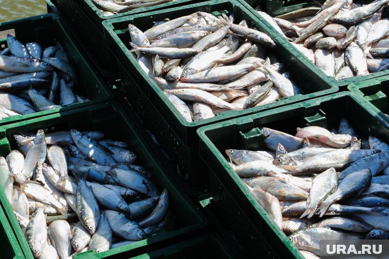 Почему курганцы не могут поймать рыбу-символ гастрофестиваля «День сырка»