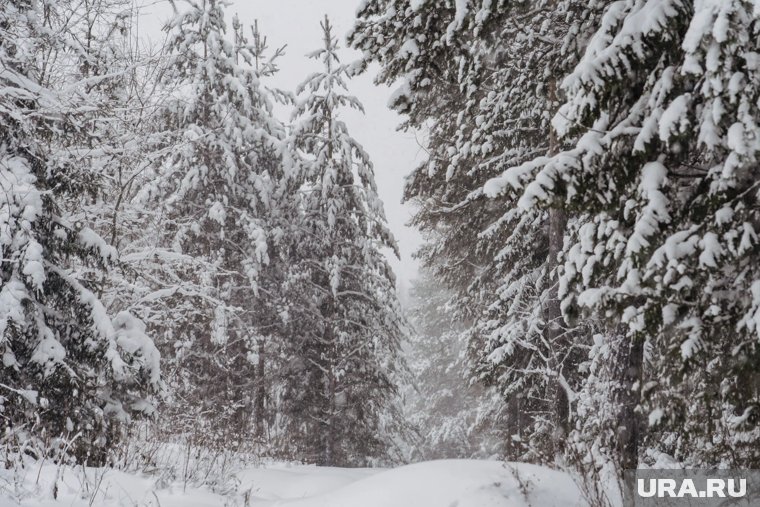 В «ЛизеАлерт» рассказали, что мешает найти семью, пропавшую под Красноярском