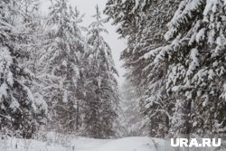 В «ЛизеАлерт» рассказали, что мешает найти семью, пропавшую под Красноярском