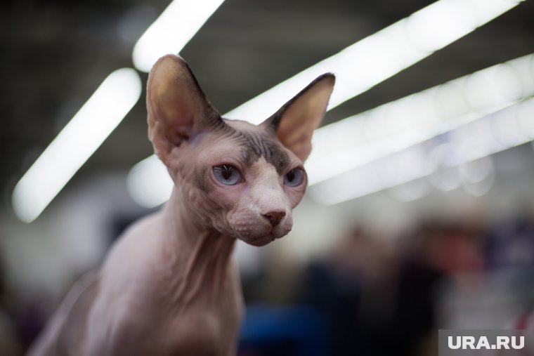 Как ухаживать за лысыми кошками зимой: советы ветеринара