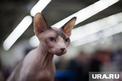 Как ухаживать за лысыми кошками летом: советы ветеринара