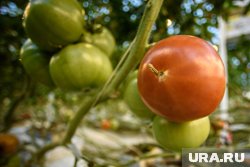 Как правильно подкармливать томаты летом: все, что нужно знать садоводам