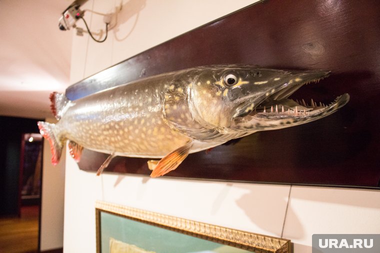 Богатый улов: главные летние трофеи рыбаков ЯНАО. Фото