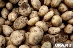 Картофельный антирекорд: почему в России взлетели цены на продукт первой необходимости. Инфографика